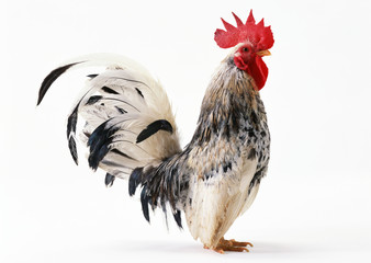 Japanese Bantam
