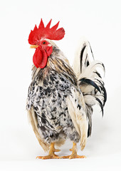 Japanese Bantam