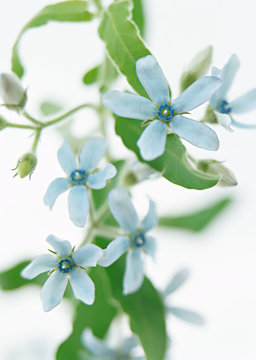Blue Star