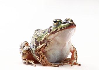 Frog