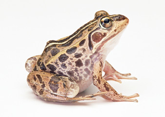 Fototapeta premium Frog