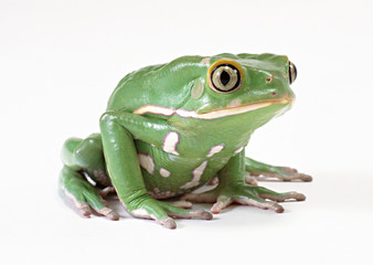 Monkey Tree Frog