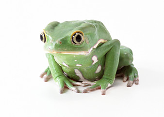 Monkey Tree Frog