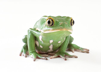Monkey Tree Frog