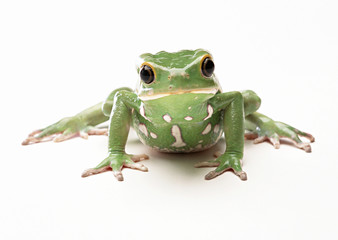 Fototapeta premium Monkey Tree Frog