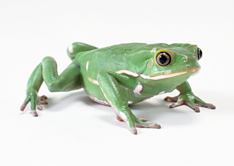 Monkey Tree Frog