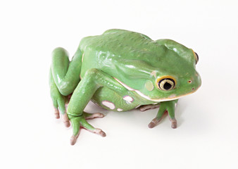 Monkey Tree Frog