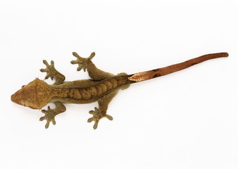Gecko Lizard