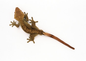 Gecko Lizard