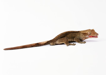 Gecko Lizard