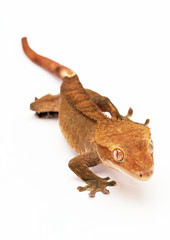 Gecko Lizard