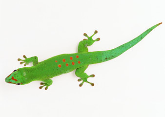 Fototapeta premium Madagascan Day Gecko