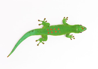 Madagascan Day Gecko