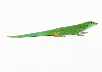 Madagascan Day Gecko