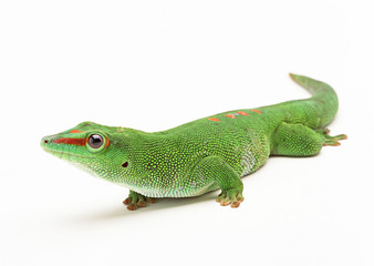 Madagascan Day Gecko