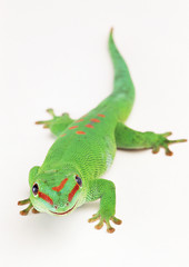 Madagascan Day Gecko