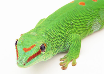 Madagascan Day Gecko