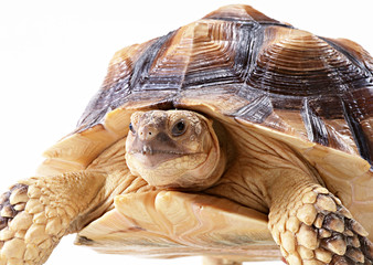 African Spurred Tortoise