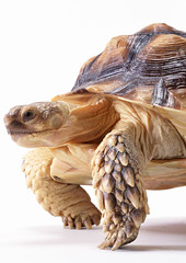 African Spurred Tortoise