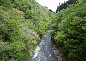 Fototapeta na wymiar Mountain Stream