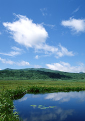 Fototapeta premium Marshland