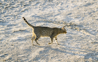 Obraz na płótnie Canvas Cat walking along the beach, sunny day..