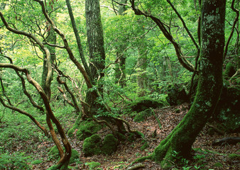 Fototapeta premium Forest