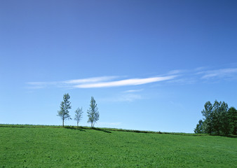 Grassy Plain