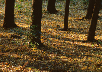 Fallen Leaf