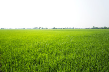 Obraz na płótnie Canvas Green grass field landscape