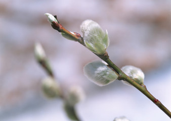Pussy Willow