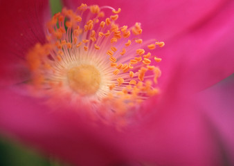 Japanese Rose