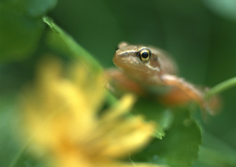 Tree Frog