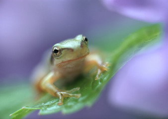 Tree Frog