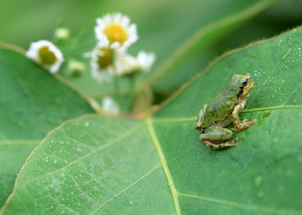 Naklejka premium Tree Frog
