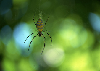 Spider