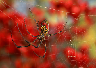 Spider
