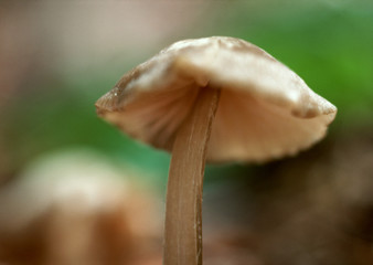 Mushroom
