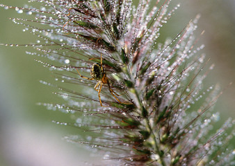 Grass and Spider