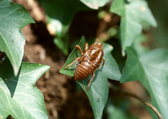 Cast-off Shell of Cicada