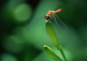 Day Lily and Dragonfly