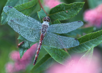 Dragonfly