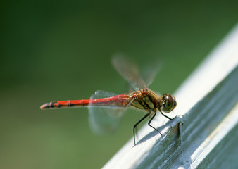 Dragonfly