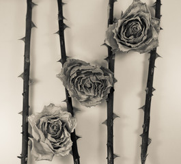 Abstract - dried rose stem with thorn