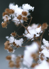 Dry Grass