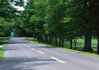 Fototapeta premium Avenue