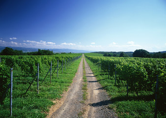 Naklejka premium Vineyard