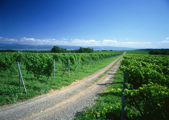 Obraz premium Vineyard