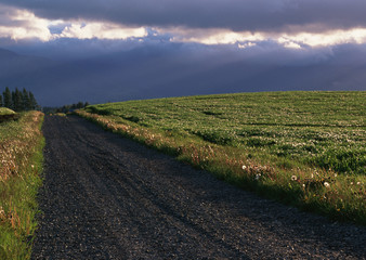 Wheat Field