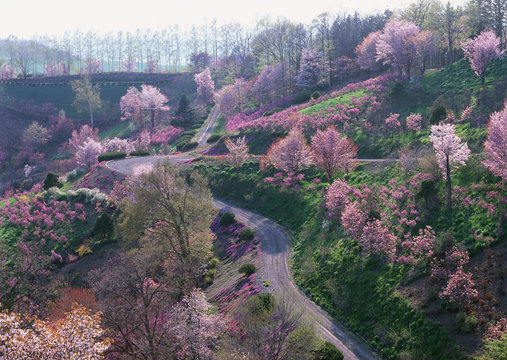 Cherry Blossom and Road